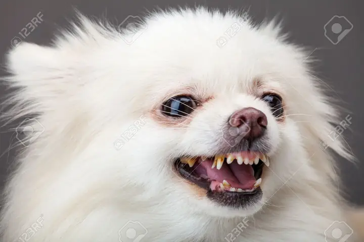 Cách Huấn Luyện Chó Phốc Sóc Sủa Theo Lệnh Cách Huấn Luyện Chó Phốc Sóc Sủa Theo Lệnh