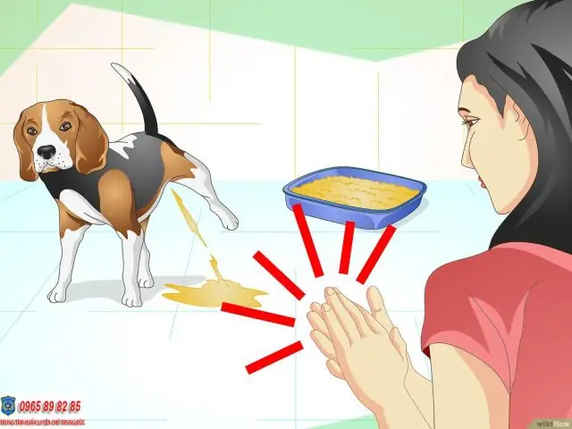 Hiểu Rõ Đặc Điểm Của Chó Phú Quốc Con Hiểu Rõ Đặc Điểm Của Chó Phú Quốc Con