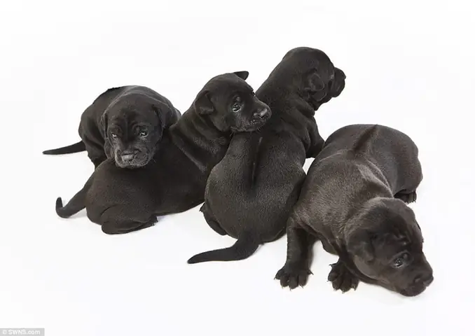 Phần 2. Cách Huấn Luyện Chó Phú Quốc Ngay Từ Khi Còn Nhỏ