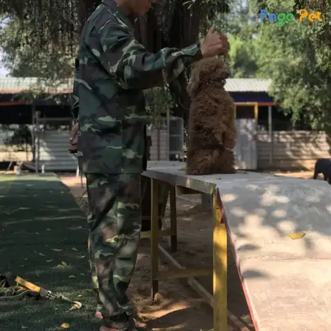 Các Bài Huấn Luyện Chó Poodle Tại Fago Pet