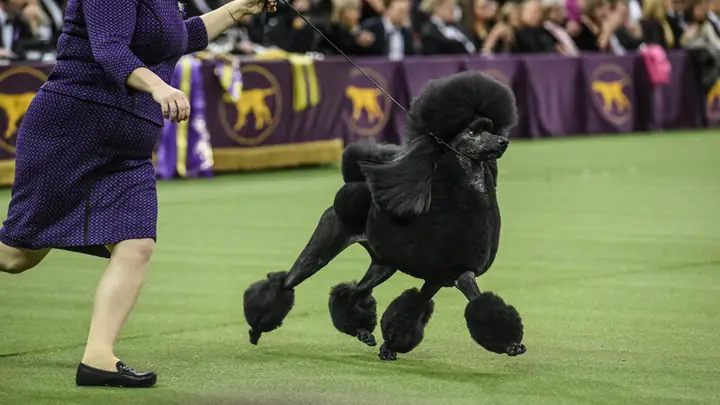 Huấn Luyện Chó Poodle Đi Theo Chủ