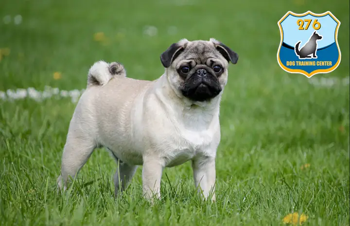 Tại Sao Nên Huấn Luyện Chó Pug?