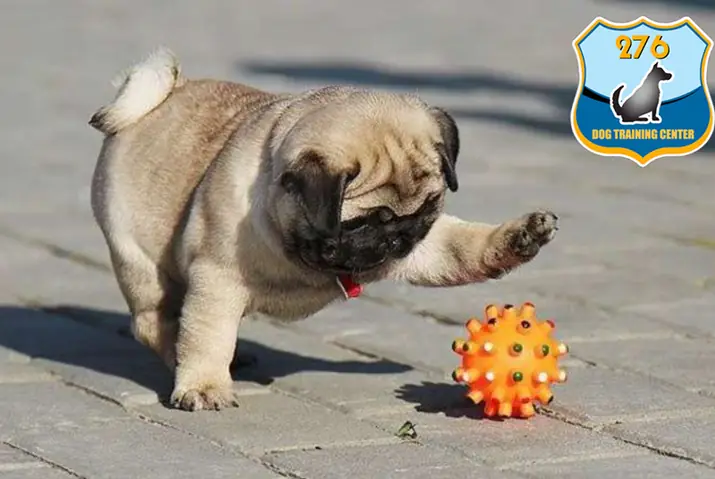 Giới Thiệu Về Giống Chó Pug