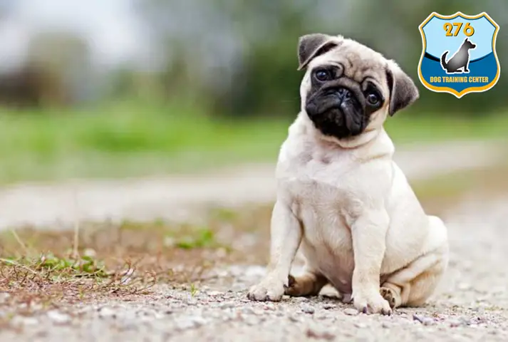 Thời Gian Và Tần Suất Huấn Luyện Chó Pug Thích Hợp