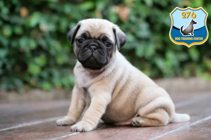 Các Câu Hỏi Thường Gặp