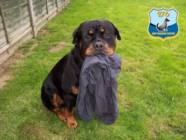 Cách Huấn Luyện Chó Rottweiler Giữ Nhà