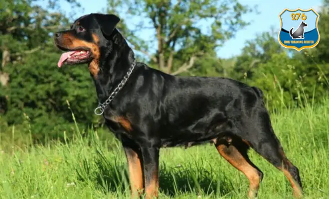 Cách Huấn Luyện Chó Rottweiler Tốt Nhất