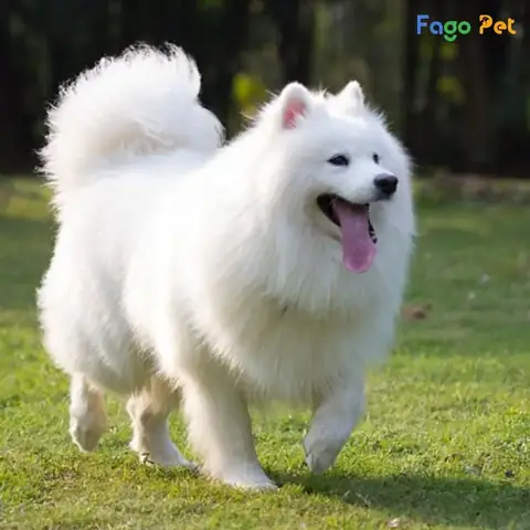 Những Thay Đổi Sau Khi Huấn Luyện Chó Samoyed Tại Fago Pet