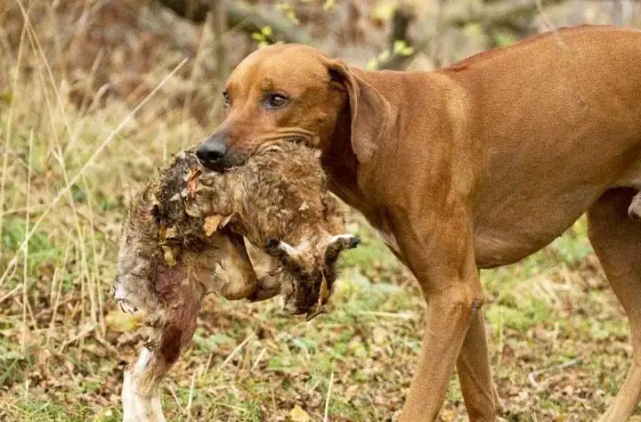 Lưu Ý Khi Huấn Luyện Chó Săn