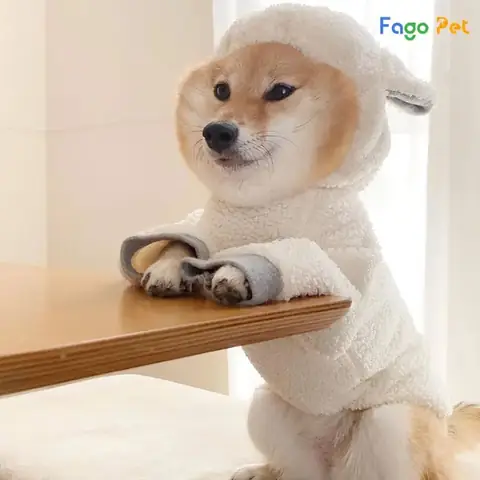 Huấn Luyện Chó Shiba Ngồi Chào Huấn Luyện Chó Shiba Ngồi Chào