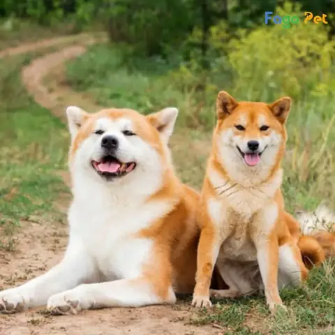 Cách Huấn Luyện Chó Shiba Ngồi Yêntại Chỗ Cách Huấn Luyện Chó Shiba Ngồi Yêntại Chỗ