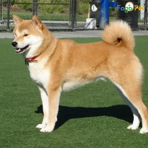 Cách Huấn Luyện Chó Shiba Đứng Yên Tại Chỗ Cách Huấn Luyện Chó Shiba Đứng Yên Tại Chỗ