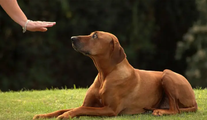 Lệnh Ngồi Khi Đang Nằm: