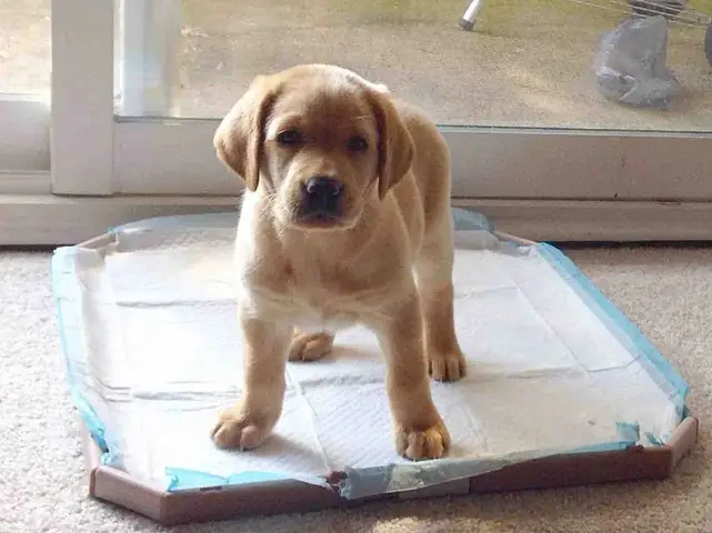 Huấn Luyện Chó Con Đi Vệ Sinh Vào Khay: