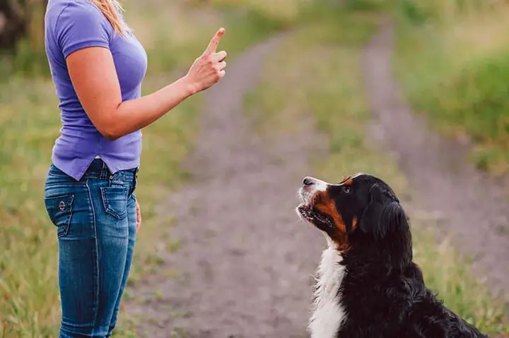 Lệnh Ngồi Khi Đang Đứng: