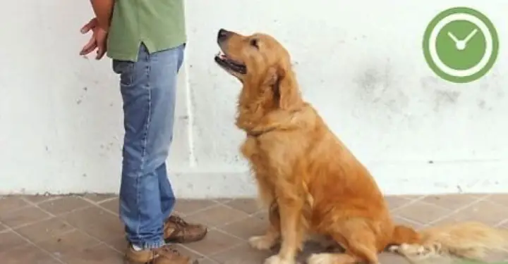 Cách Huấn Luyện Chó Đứng Yên