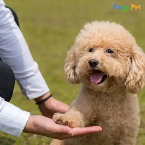 Thuần Chó Trưởng Thành Theo Mệnh Lệnh Cơ Bản