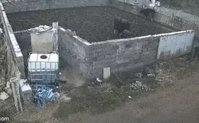 Cách Khống Chế Chó Dữ: Hướng Dẫn An Toàn Và Khoa Học Từ Chuyên Gia