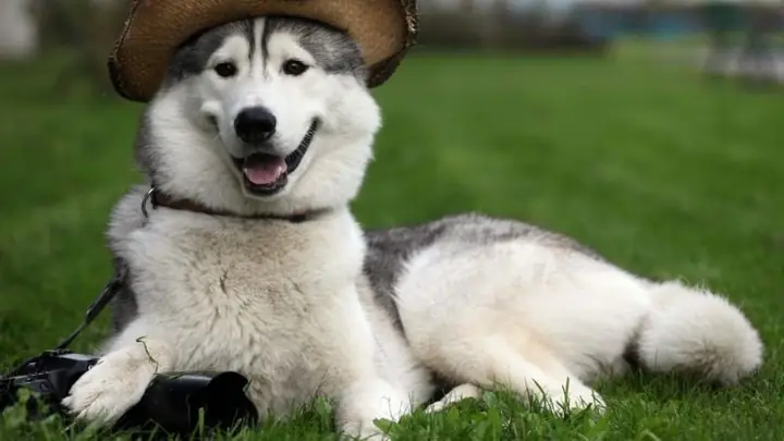 4. Làm Khô Lông Đúng Cách 4. Làm Khô Lông Đúng Cách