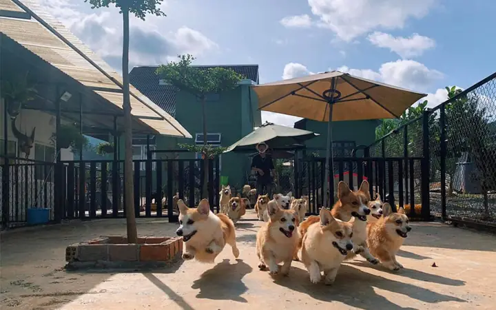 1mô Hình Nuôi Chó Cảnh Tại Việt Nam