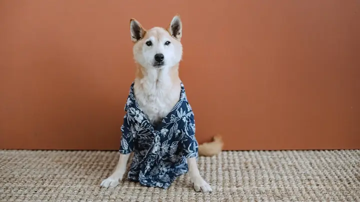 Một Số Lưu Ý Khi May Áo Cho Chó