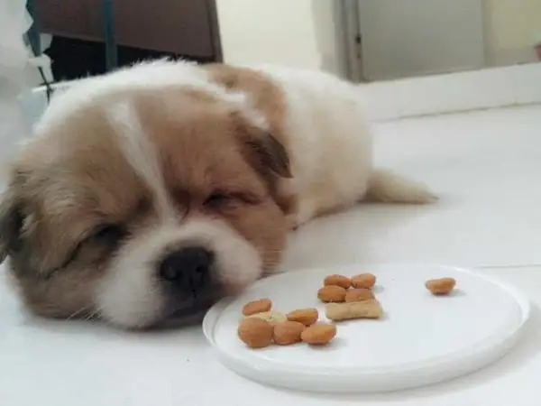 Chó Làm Biếng Ăn Do Chủ Nuông Chiều Chó Làm Biếng Ăn Do Chủ Nuông Chiều