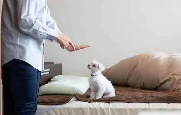 Tìm Hiểu Lịch Sử Và Thói Quen Của Chó Tìm Hiểu Lịch Sử Và Thói Quen Của Chó