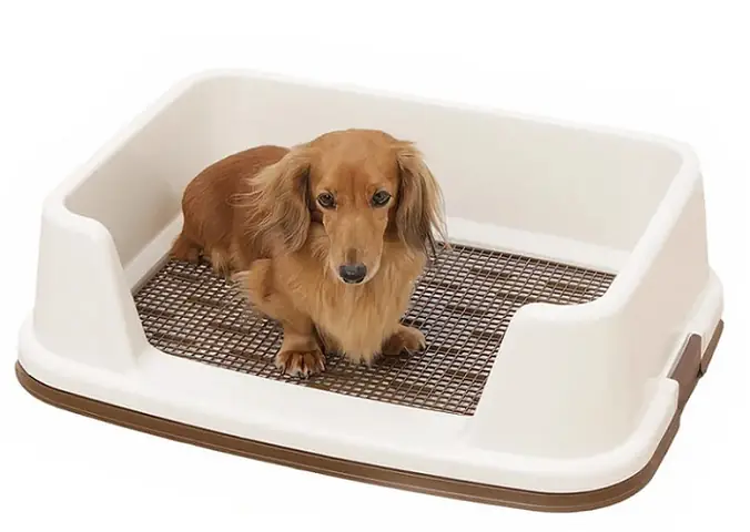 Hướng Dẫn Cách Tự Làm Khay Vệ Sinh Cho Chó Hướng Dẫn Cách Tự Làm Khay Vệ Sinh Cho Chó