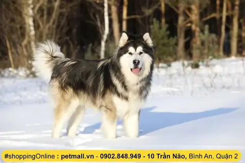 Cách Làm Cho Lông Chó Xù