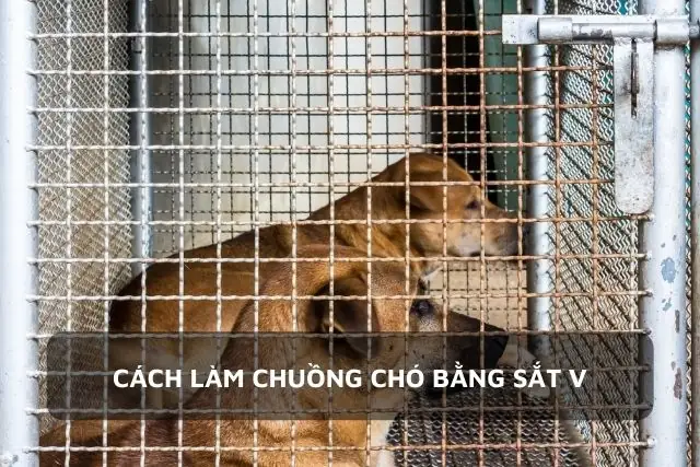 Cách Làm Chuồng Chó Bằng Sắt V