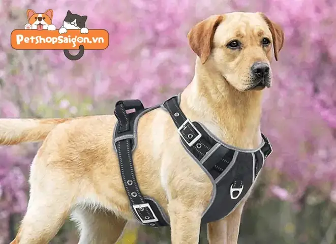 Hướng Dẫn Chi Tiết Cách Làm Dây Dắt Chó Tại Nhà