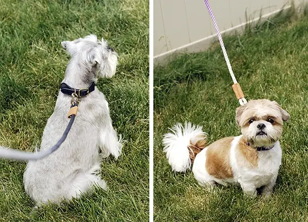 Cách Làm Dây Xích Chó Nhộm Màu Hiện Đại Cách Làm Dây Xích Chó Nhộm Màu Hiện Đại