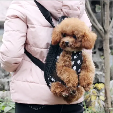 Cách Làm Địu Cho Chó: Hướng Dẫn Chi Tiết Từ A-z Cho Người Mới Bắt Đầu