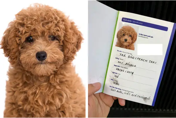 Trường Hợp Chó Bố Mẹ Đều Thuần Chủng