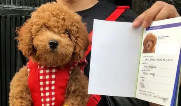 Giấy Vka Cho Chó Là Gì?