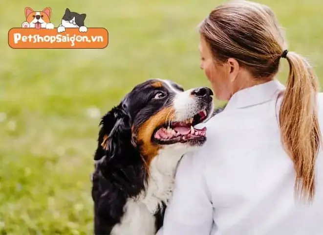 Cần Làm Gì Sau Khi Đánh Răng Cho Chó?