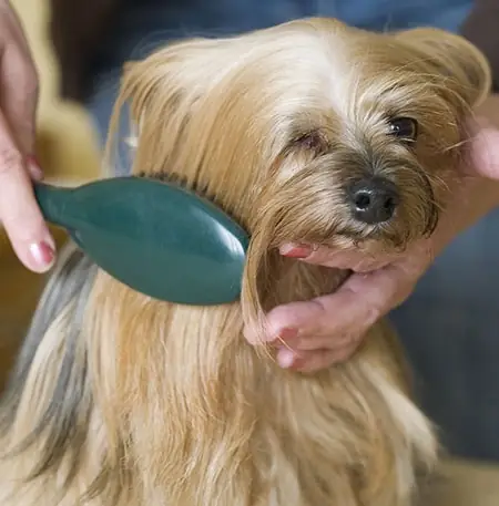 Chú Ý Bổ Sung Thêm Chất Dinh Dưỡng Cho Thú Cưng