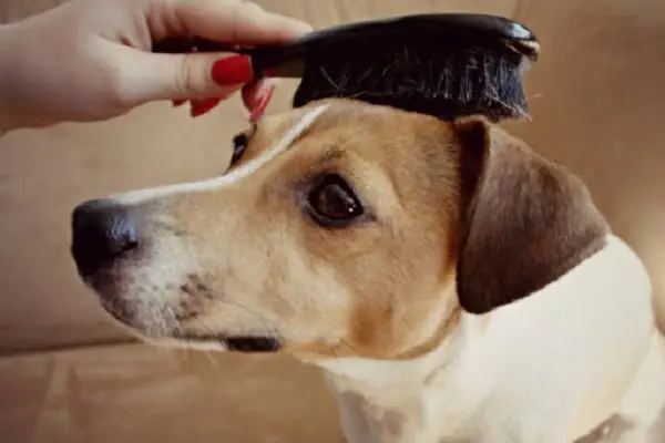 Cách Làm Lông Chó Mọc Nhanh Bằng Chế Độ Dinh Dưỡng Phù Hợp