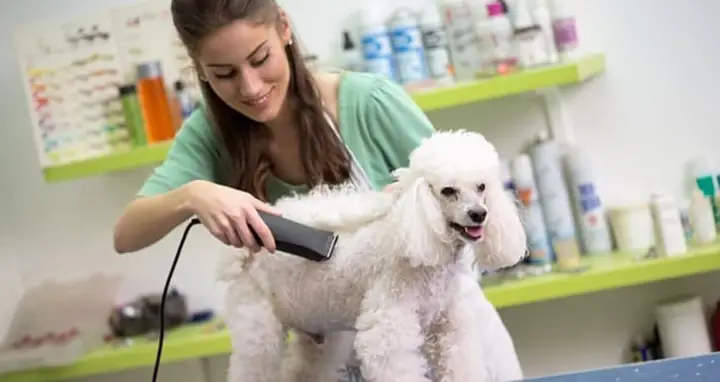 Sử Dụng Sữa Tắm Giúp Kích Thích Lông Chó Nhanh Mỏng