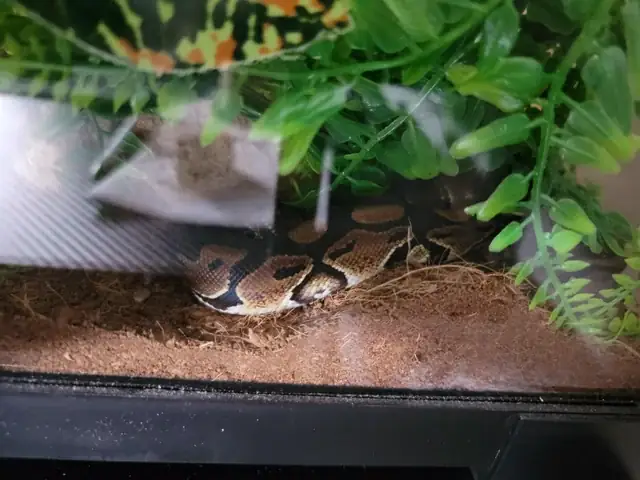 Cách Làm Mùng Cho Chó: Hướng Dẫn Chi Tiết Từ Chuyên Gia Chăm Sóc Động Vật