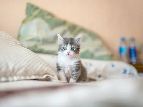 Cách Ngăn Chó Mèo Đi Tiểu Trên Giường