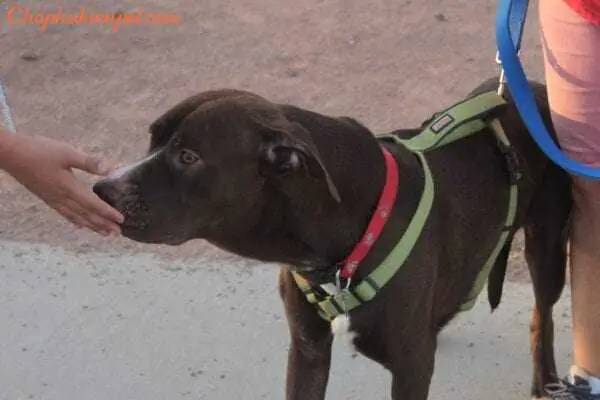 Cách Làm Thân Với Chó