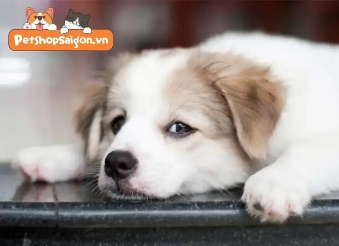 Chó Có Cảm Thấy Phiền Khi Đeo Rọ Mõm Không? Chó Có Cảm Thấy Phiền Khi Đeo Rọ Mõm Không?