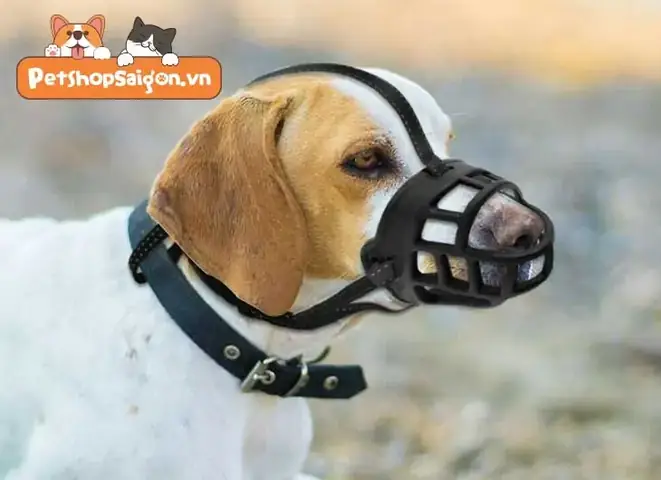 Câu Hỏi Thường Gặp Về Rọ Mõm Của Chó Câu Hỏi Thường Gặp Về Rọ Mõm Của Chó