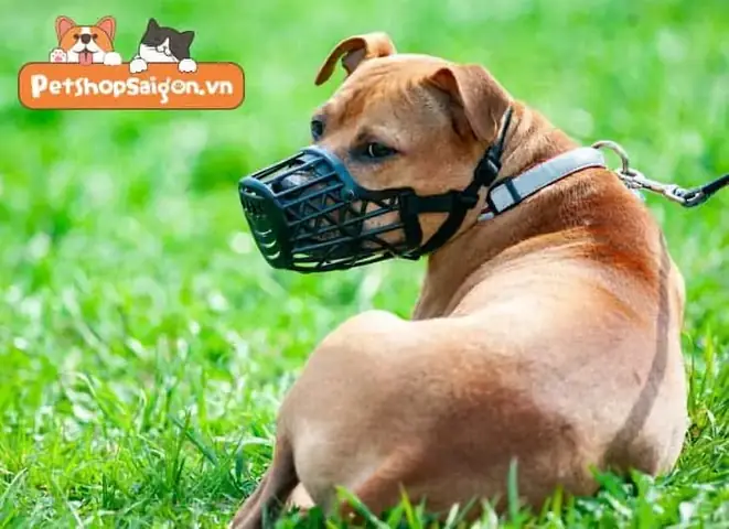 Cách Làm Rọ Mõm Chó Tại Nhà Đơn Giản Cách Làm Rọ Mõm Chó Tại Nhà Đơn Giản