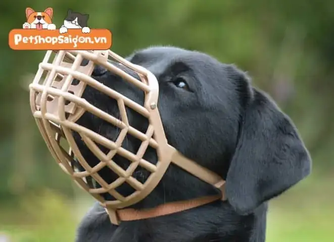 Cách Sử Dụng Rọ Mõm Cho Chó An Toàn Cách Sử Dụng Rọ Mõm Cho Chó An Toàn