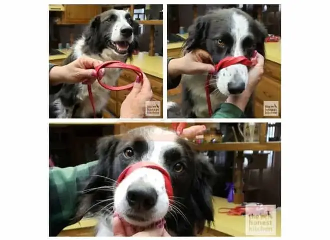 Rọ Mõm Cho Chó Làm Bằng Dây Buộc