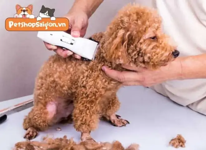 Cách Làm Sạch Lông Chân Chó: Hướng Dẫn Toàn Diện Cho Chủ Nuôi