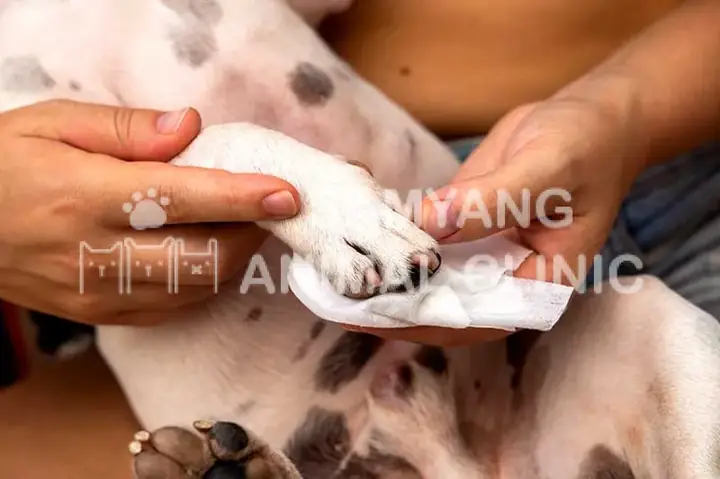 Cách Làm Sạch Lông Chân Chó: Hướng Dẫn Toàn Diện Cho Chủ Nuôi