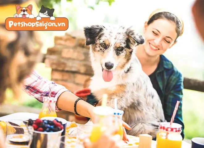 Nên #4: Vuốt Ve Lưng Chó